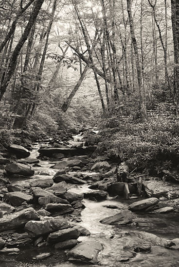 Lori Deiter LD3029 - LD3029 - Alum Cave Trail - 12x18 Photography, Alum Cave Trail, River, Rocks, Trees, Landscape, Black & White, Nature from Penny Lane