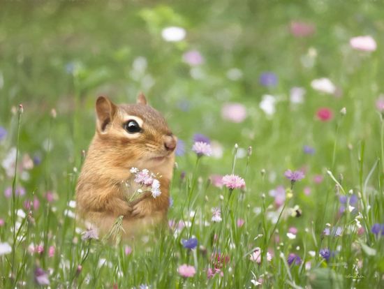 Lori Deiter Licensing LD3048LIC - LD3048LIC - Chippy with Wildflowers - 0  from Penny Lane