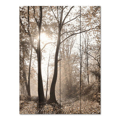 LD3064PAL - Woodland Sunrise - 12x16