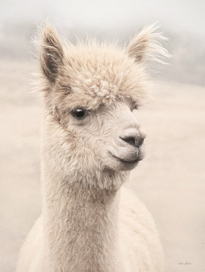 Lori Deiter LD3133 - LD3133 - Soft Alpaca 1 - 12x16 Alpaca, Photography, Portrait, White Alpaca, Livestock from Penny Lane