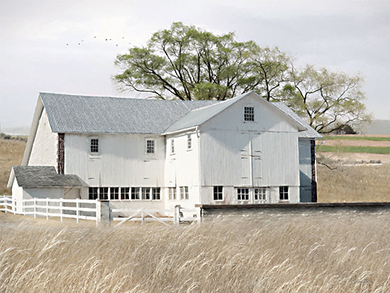 Lori Deiter LD3146 - LD3146 - White Summer Barn - 16x12 Photography, Barn, White Barn, Farm, Wheat Field, Trees, Landscape, Summer from Penny Lane