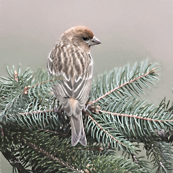 Lori Deiter LD3386 - LD3386 - Spring Bird I - 12x12 Photography, Bird, Tree Branch, Pine Tree, Spring from Penny Lane