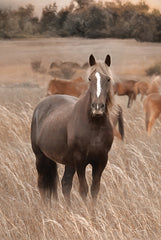 LD3485 - Hazy Day Horse - 12x18