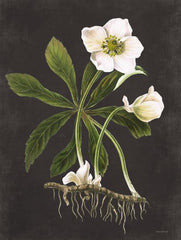 LET479LIC - Hellebore - 0