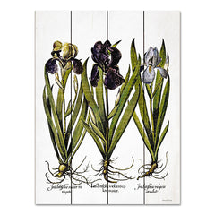 LET544PAL - Iris Botanical I - 12x16