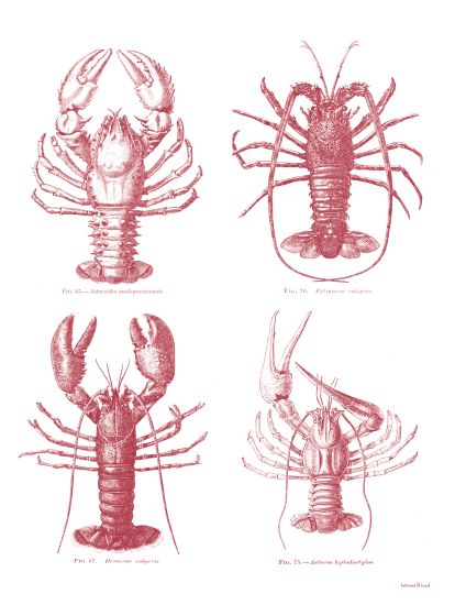 lettered & lined Licensing LET565LIC - LET565LIC - Lobsters - 0  from Penny Lane