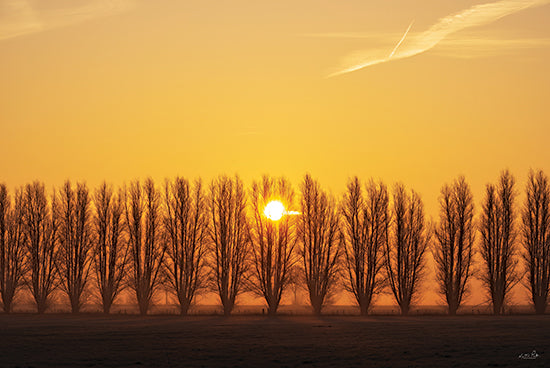 Martin Podt MPP1018 - MPP1018 - Tree Row Sunrise - 18x12 Photography, Landscape, Trees, Row of Trees, Sunrise, Sun, Sunlight, Nature from Penny Lane