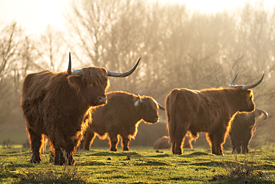 Martin Podt MPP1020 - MPP1020 - Highland Family Gathering - 18x12 Photography, Highland Cows, Landscape, Family Gathering, Trees from Penny Lane