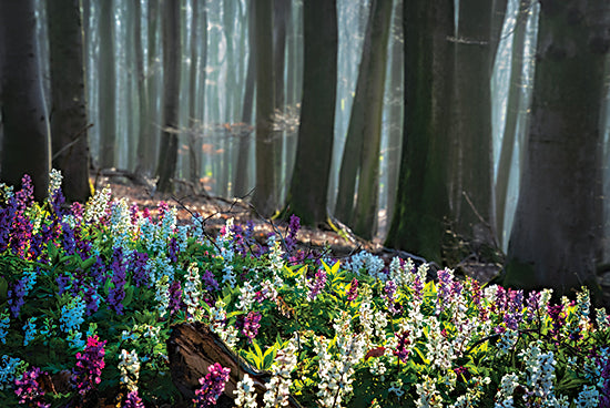 Martin Podt MPP1028 - MPP1028 - Morning Light of Spring - 18x12 Photography, Landscape, Flowers, Trees, Spring, Spring Flowers, Sun, Sunlight from Penny Lane