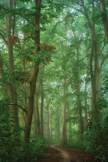 Martin Podt MPP1030 - MPP1030 - Lead the Way - 12x18 Photography, Forest, Trees, Path, Leaves from Penny Lane