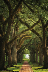 MPP1031 - Live Oaks in the Morning Light - 12x18