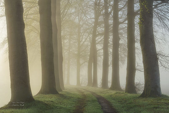 Martin Podt MPP176 - Lights Shine Bright - Trees, Paths, Misty, Landscape from Penny Lane Publishing