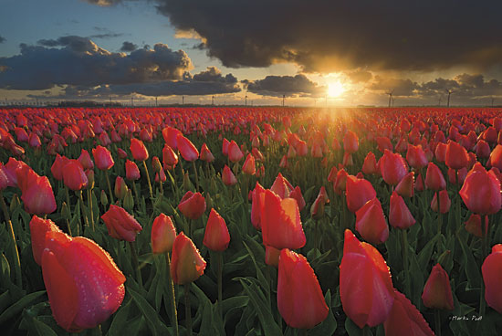 Martin Podt MPP183 - Tulips at Sunset - Tulips, Field, Landscape from Penny Lane Publishing