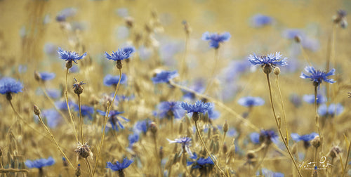 Martin Podt MPP330 - Cornflowers - Cornflowers, Field from Penny Lane Publishing