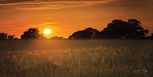 Martin Podt MPP333 - Fields of Gold - Fields, Landscape, Sun, Trees from Penny Lane Publishing