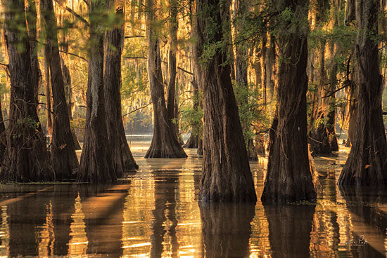 Martin Podt MPP603 - MPP603 - Natural Beauty - 18x12 Photography, Trees, Lake, Sunset, Swamp from Penny Lane