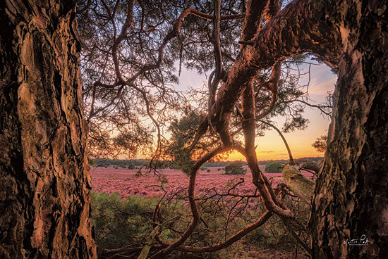 Martin Podt MPP608 - MPP608 - In Between - 18x12 Photography, Trees, Flower Field, Sunset, Landscape from Penny Lane