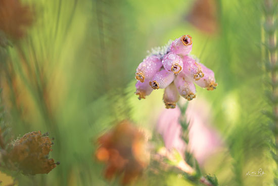 Martin Podt MPP624 - MPP624 - Heather - 18x12 Photography, Flowers, Heather from Penny Lane