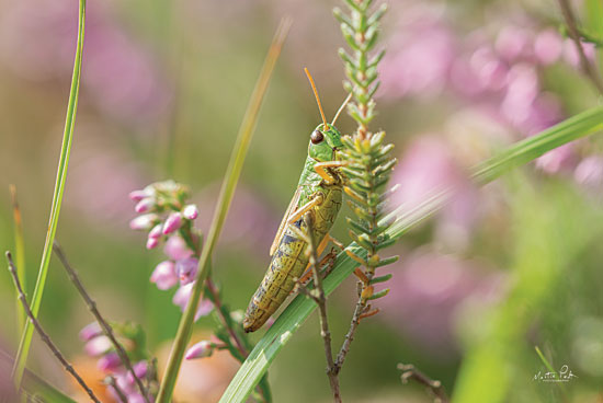 Martin Podt MPP625 - MPP625 - Grasshopper - 18x12 Photography, Grasshopper, Flowers from Penny Lane