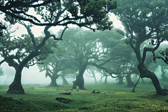 Martin Podt MPP631 - MPP631 - Enchanted Forest II - 18x12 Trees, Forest, Enchanted, Fantasy from Penny Lane