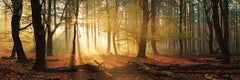 MPP634A - Speulderbos Panorama - 36x12