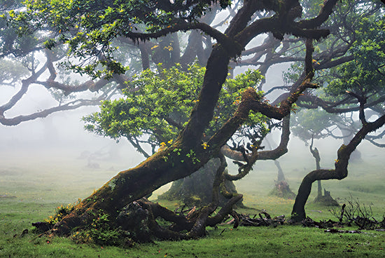 Martin Podt MPP635 - MPP635 - Bent But Not Broken - 18x12 Photography, Trees, Landscape, Fog from Penny Lane