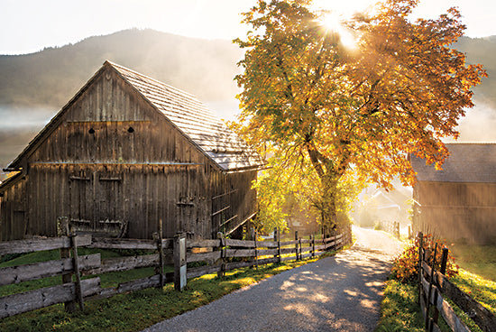 Martin Podt MPP641 - MPP641 - Autumn Road - 18x12 Barn, Trees, Morning, Sunlight, Path, Nature, Photography from Penny Lane