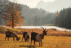 MPP647 - Austrian Goats - 18x12