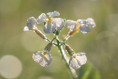 MPP651 - Morning Dew - 18x12