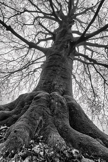 Martin Podt MPP658 - MPP658 - The Giant I - 12x18 Tree, Forest, Black & White, Photography from Penny Lane