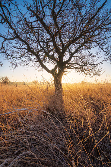 Martin Podt MPP667 - MPP667 - Frozen  - 12x18 Tree, Field, Nature, Sunshine from Penny Lane