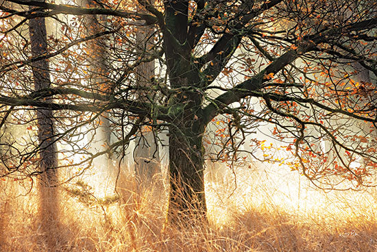 Martin Podt MPP692 - MPP692 - Backlight - 18x12 Trees, Sunlight, Autumn, Leaves, Photography from Penny Lane