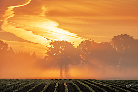 Martin Podt MPP694 - MPP694 - Morning Glory - 18x12 Trees, Morning, Sunrise, Sunlight, Photography, Landscape from Penny Lane