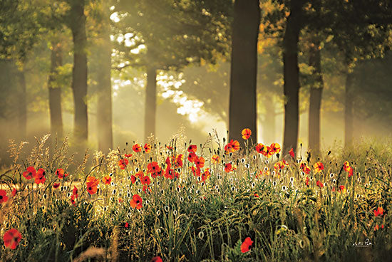 Martin Podt MPP695 - MPP695 - The Poppy Forest - 18x12 Poppies, Flowers, Red Flowers, Forest, Trees, Photography from Penny Lane