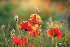 MPP698 - Poppy Field III - 18x12