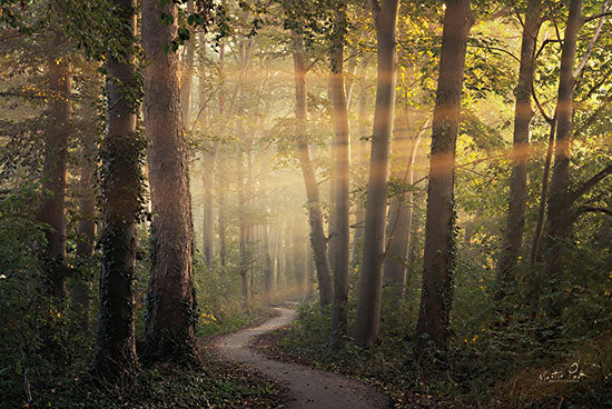 Martin Podt MPP744 - MPP744 - Sunrays at the Winding Path - 18x12 Photography, Forest, Trees, Sunlight, Road, Path, Winding Path, Landscape, Nature, Sunrays at the Winding Path from Penny Lane