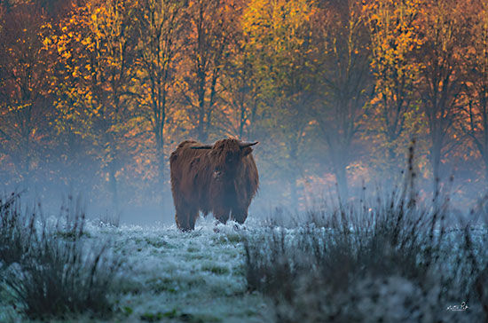 Martin Podt MPP771 - MPP771 - Scottish Highlander - 18x12 Photography, Winter, Cow, Highlander, Scottish Highlander, Landscape, Snow, Trees, Brush, Orange, Yellow Leaves from Penny Lane