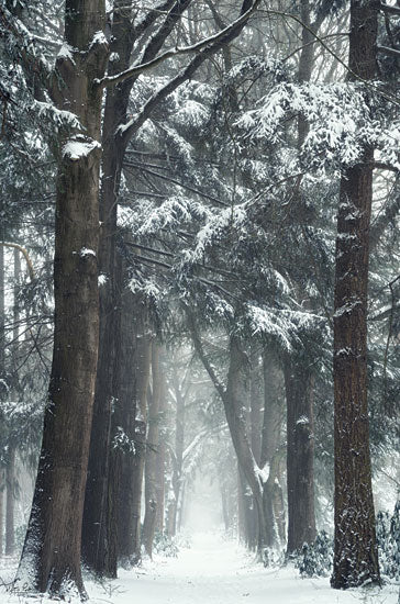 Martin Podt MPP787 - MPP787 - Snowmageddon - 12x18 Winter, Path, Trees, Forest, Landscape, Photography, Snow from Penny Lane