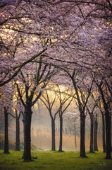 MPP797LIC - Cherry Trees at Sunrise - 0