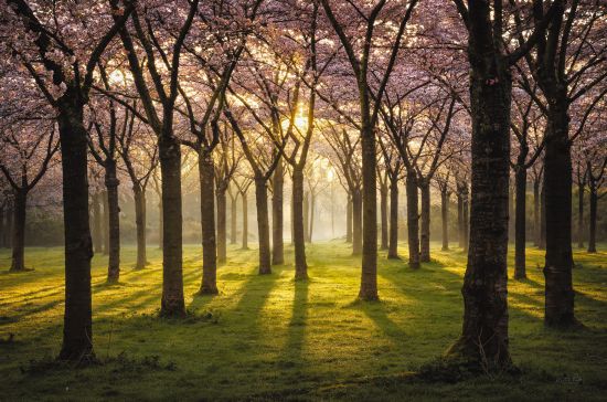 Martin Podt Licensing MPP798LIC - MPP798LIC - Cherry Trees in Morning Light I - 0  from Penny Lane