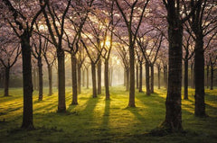 MPP798LIC - Cherry Trees in Morning Light I - 0