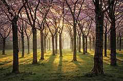 MPP798 - Cherry Trees in Morning Light I - 18x12