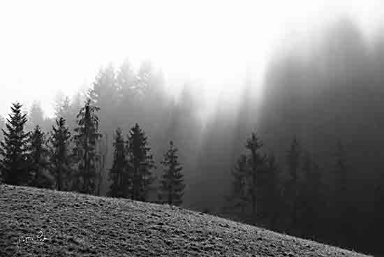 Martin Podt MPP807 - MPP807 - Nature's Tranquility   - 18x12 Photography, Landscape, Trees, Pine Trees, Black & White from Penny Lane