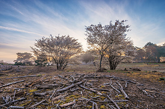 Martin Podt MPP813 - MPP813 - Spring Bushes at Sunrise - 18x12 Bushes, Spring, Sunrise, Landscape, Photography from Penny Lane