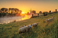 MPP815LIC - Sheep at Sunrise - 0