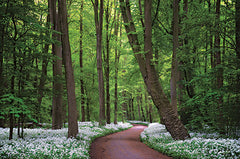MPP817 - Fragrant Road - 18x12