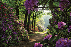 MPP821 - Rhododendron Lane - 18x12