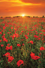 MPP822 - Poppies at Sunset - 12x18