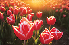 MPP825 - Tulips at Sunrise - 18x12