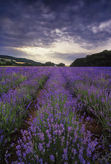 MPP828 - Lavender Fields - 12x18